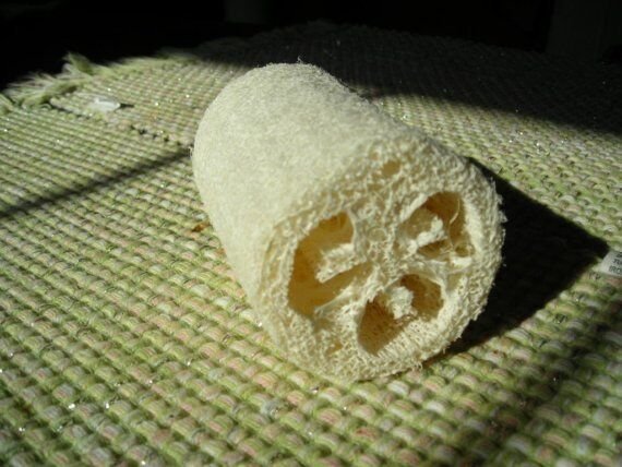 LUFFA SPONGE GOURD 7 US SEEDS