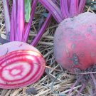50 US SEEDS CANDY CANE BEET SWEETER THAN PURPLE BEETS