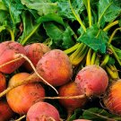 GOLDEN DETROIT BEET ROUND GOLDEN YELLOW 100 US SEEDS