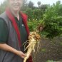 RARE GIANT BUTTERSCOTCH PARSNIP 50 US SEEDS