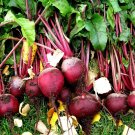 200 US SEEDS RUBY QUEEN CANNING BEET FRESH