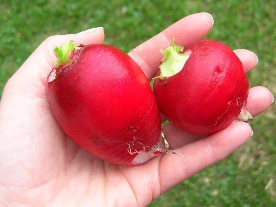 GERMAN GIANT RADISH SUPER LARGE HEIRLOOM SCARLET RED SKIN 100 US SEEDS