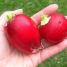 GERMAN GIANT RADISH SUPER LARGE HEIRLOOM SCARLET RED SKIN 100 US SEEDS
