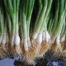 100 US SEEDS TOKYO WHITE BUNCHING ONION