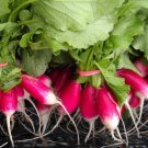 FRENCH BREAKFAST RADISH HEIRLOOM 100 US SEEDS