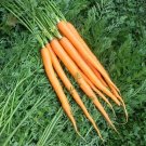 200 US SEEDS IMPERATOR 58 CARROT