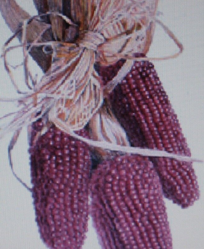 RED KERNEL POPCORN 50 US SEEDS