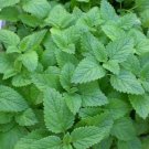 MEDICINAL LEMON MINT 1000 US SEEDS