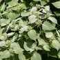 RARE MOUNTAIN MINT 1000 US SEEDS