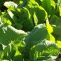 200 US SEEDS MUSTARD FLORIDA BROADLEAF