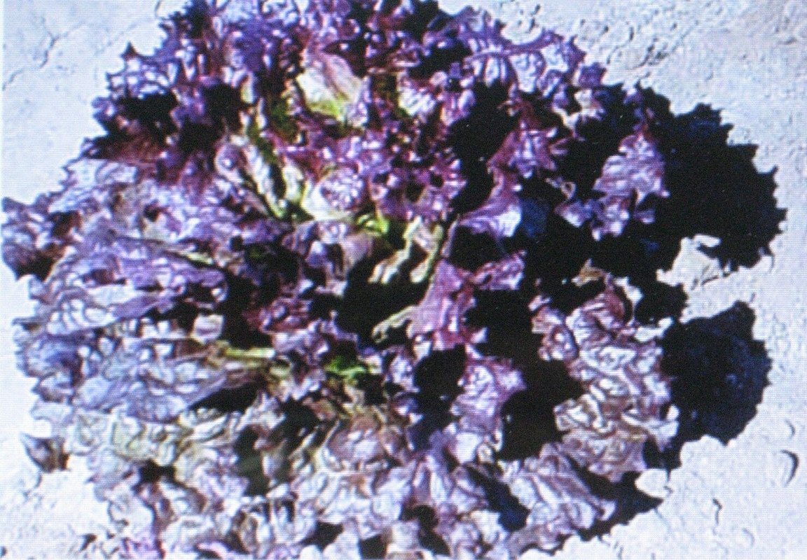 100 US SEEDS RUBY RED LEAF LETTUCE