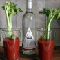 200 US SEEDS MASSIVE CELERY 16 INCH STALKS