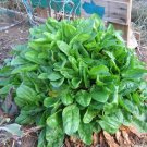 100 US SEEDS SORREL