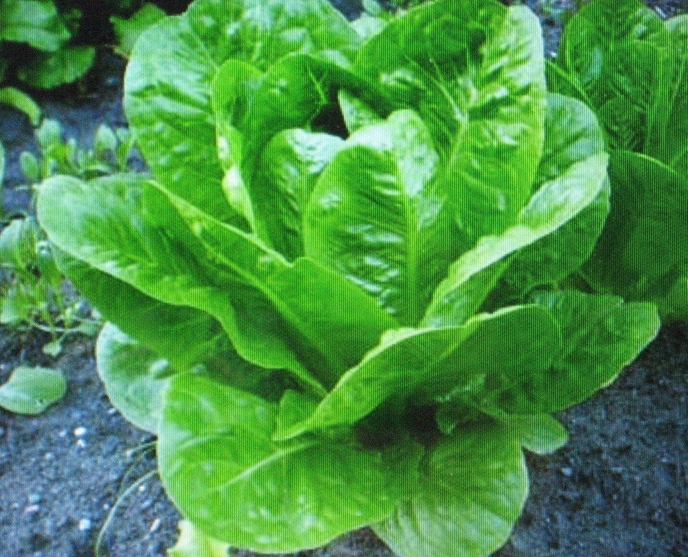 LETTUCE ROMAINE PARRIS ISLAND COS 200 US SEEDS Lettuce romaine parris island cos 200 us seeds