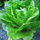 LETTUCE ROMAINE PARRIS ISLAND COS 200 US SEEDS