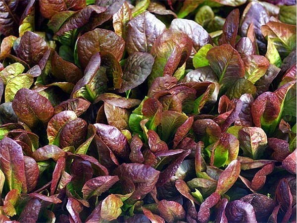 CIMMARON ROMAINE LETTUCE CHARMING DEEP RED COLOR 200 US SEEDS