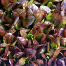CIMMARON ROMAINE LETTUCE CHARMING DEEP RED COLOR 200 US SEEDS