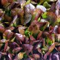 CIMMARON ROMAINE LETTUCE CHARMING DEEP RED COLOR 200 US SEEDS