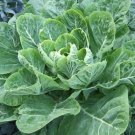 COLLARDS CHAMPION 200 US SEEDS