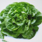 BUTTERCRUNCH LETTUCE BUTTERHEAD 200 US SEEDS
