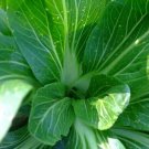 25 US SEEDS FENG QING CHOI CHINESE GREEN POPULAR
