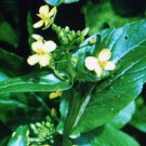 25 US SEEDS TSOI SIM  CHINESE GREEN