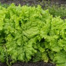 200 US SEEDS GRAND RAPIDS LEAF LETTUCE
