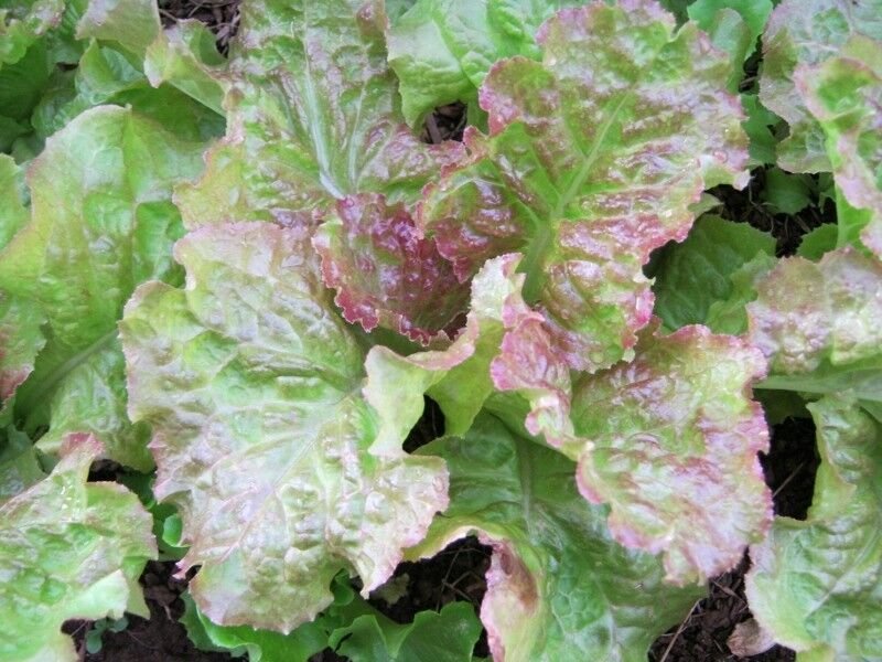 500 US SEEDS PRIZE HEAD LEAF LETTUCE