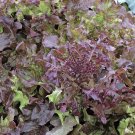 200 US SEEDS SALAD BOWL RED LEAF LETTUCE