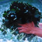 WATERCRESS CRESS 100 US SEEDS