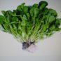 WATERCRESS CRESS 100 US SEEDS