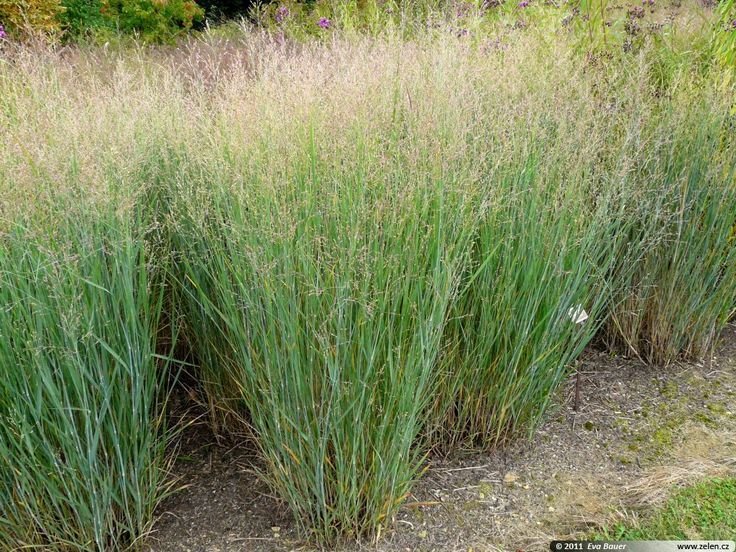 25 US SEEDS SWITCHGRASS ORNAMENTAL