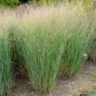 25 US SEEDS SWITCHGRASS ORNAMENTAL