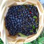 50 US SEEDS SOUTHERN BLUEBERRY
