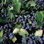 1000 US SEEDS DRYLAND BLUEBERRY