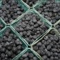 1000 US SEEDS DRYLAND BLUEBERRY