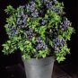DWARF TOP HAT BLUEBERRY BULK BONSAI SPECIMEN 1000 US SEEDS