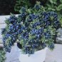 DWARF TOP HAT BLUEBERRY BULK BONSAI SPECIMEN 1000 US SEEDS