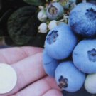 1000 US SEEDS NORTHERN HIGHBUSH BLUEBERRY