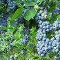 1000 US SEEDS NORTHERN HIGHBUSH BLUEBERRY