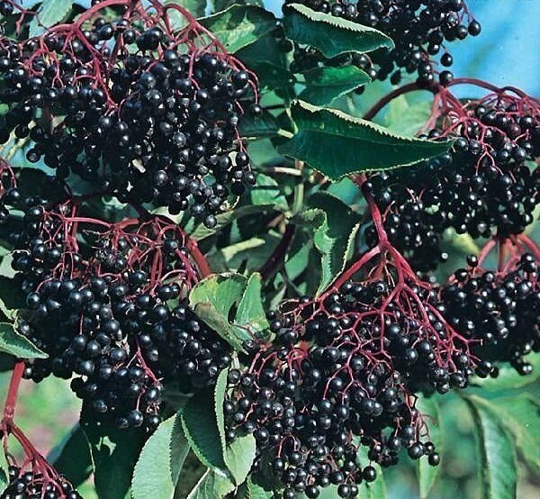 7 US SEEDS ELDERBERRY TREE