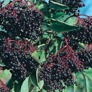 7 US SEEDS ELDERBERRY TREE