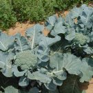 GIANT RUSSIAN BROCCOLI HUGE YIELDS 100 US SEEDS