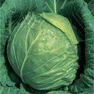 LATE FLAT DUTCH CABBAGE 10 INCH GREEN GLOBE 150 US SEEDS