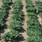 TAH TSAI CABBAGE 25 US SEEDS