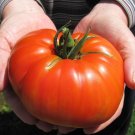 GOLIATH HYBRID TOMATO BRIGHT RED 100 US SEEDS