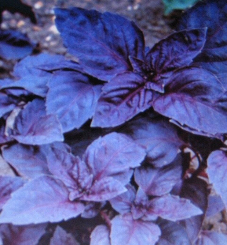 1000 US SEEDS DARK OPAL BASIL