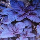 1000 US SEEDS DARK OPAL BASIL