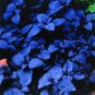 1000 US SEEDS DARK OPAL BASIL