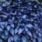 1000 US SEEDS DARK OPAL BASIL